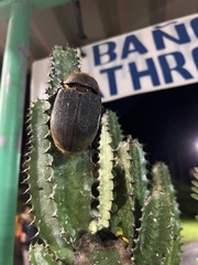 Dynastes septentrionalis