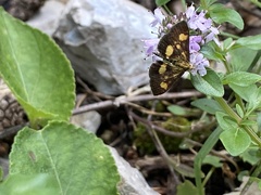 Pyrausta falcatalis