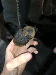 Dynastes septentrionalis