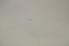 Streptoprocne zonaris