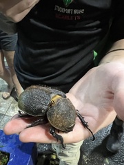 Dynastes septentrionalis