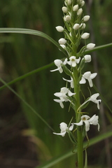 Platanthera hologlottis