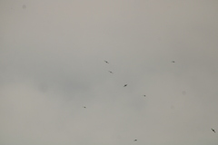 Streptoprocne zonaris