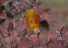 Pyuridae