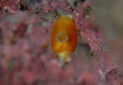 Pyuridae