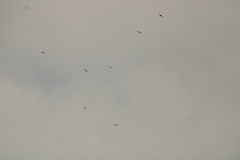 Streptoprocne zonaris