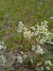 Gypsophila altissima