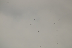 Streptoprocne zonaris