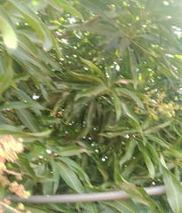 Mangifera