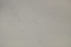 Streptoprocne zonaris