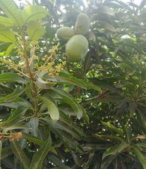 Mangifera