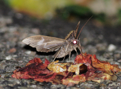 Ischyja manlia