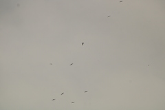 Streptoprocne zonaris