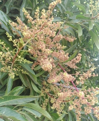 Mangifera
