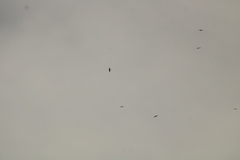 Streptoprocne zonaris