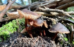Mycena vinacea