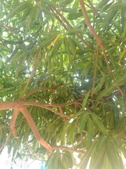 Mangifera