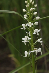 Platanthera hologlottis