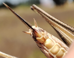 Platycleis falx laticauda