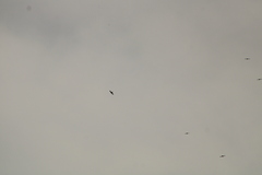 Streptoprocne zonaris