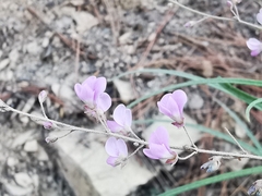 Desmodium psilophyllum