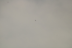 Streptoprocne zonaris