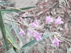 Desmodium psilophyllum