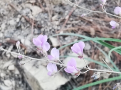 Desmodium psilophyllum