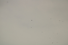 Streptoprocne zonaris