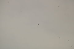 Streptoprocne zonaris