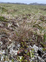 Luzula spicata