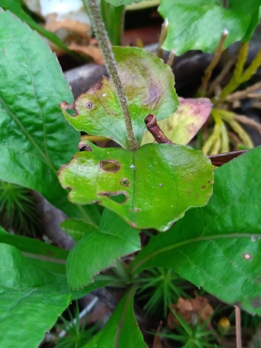 Image of Neottia smallii by (c) Scott Ward, some rights reserved (CC BY)