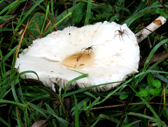 Macrolepiota dolichaula