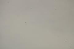 Streptoprocne zonaris