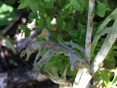 Golovinomyces fischeri