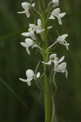 Platanthera hologlottis