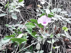 Ipomoea jalapa