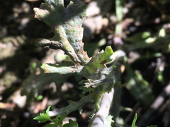 Golovinomyces fischeri