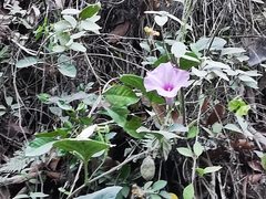 Ipomoea jalapa
