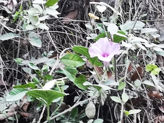 Ipomoea jalapa