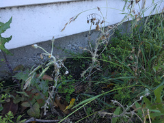 Golovinomyces fischeri