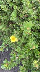 Dasiphora fruticosa
