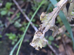 Golovinomyces fischeri