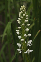Platanthera hologlottis