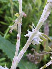 Golovinomyces fischeri