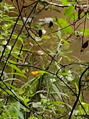 Kinosternon subrubrum