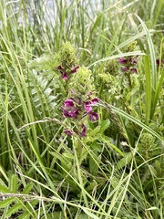 Pedicularis crenulata