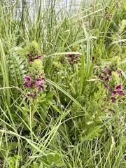 Pedicularis crenulata