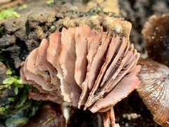 Mycena vinacea