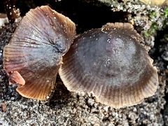 Mycena vinacea